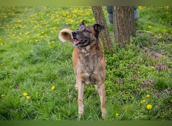 SANTOS - das quirlige Powerpaket sucht hundeerfahrene Menschen zum Trainieren und Kuscheln