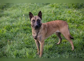 DETE - die hübsche Maus sucht ein tolles Zuhause bei rasseerfahrenen Menschen