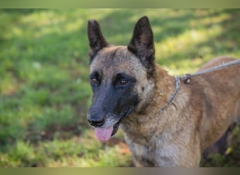 JOSIE - die Malinoishünden (Mix) sucht Menschen, die sich mit dieser Hunderasse etwas auskennen