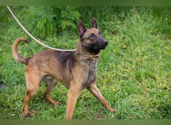 Malinois KARLSON - auch hier suchen wir Menschen, die die Bedürfnisse dieser Hunderasse kennen