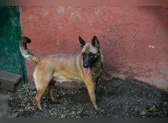 KIM - die Malinoishündin sollte zu entsprechend erfahrenen Menschen