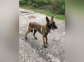 AIRI - im Tierheim habe ich großen Stress und suche eine hundeerfahrene Familie!