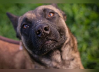 DETE - die hübsche Maus sucht ein tolles Zuhause bei rasseerfahrenen Menschen