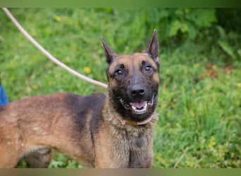 KARLSON - der aufgeschlossene und neugierige Rüde freut sich auf Menschen mit Führungsqualitäten