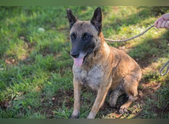 JOSIE - die Malinoishünden (Mix) sucht Menschen, die sich mit dieser Hunderasse etwas auskennen
