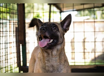 KIM - die Malinoishündin sollte zu entsprechend erfahrenen Menschen