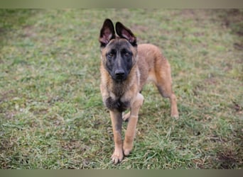 LIJAN - der brave Rüde muss gut beschäftigt werden und sucht hundeerfahrene Menschen