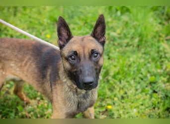 Malinois KARLSON - auch hier suchen wir Menschen, die die Bedürfnisse dieser Hunderasse kennen