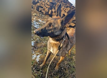 AIRI - im Tierheim habe ich großen Stress und suche eine hundeerfahrene Familie!