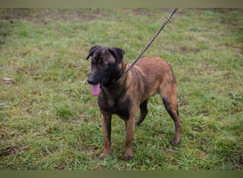 ANGELA - ich suche ein tolles, hundeerfahrenes Für-Immer Zuhause