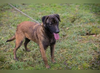 Chip-Nr. 262129 - ich suche ein tolles, hundeerfahrenes Für-Immer Zuhause