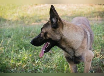 LIJAN - der brave Rüde muss gut beschäftigt werden und sucht hundeerfahrene Menschen