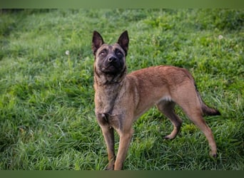 DETE - die hübsche Maus sucht ein tolles Zuhause bei rasseerfahrenen Menschen