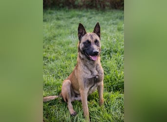 DETE - die hübsche Maus sucht ein tolles Zuhause bei rasseerfahrenen Menschen