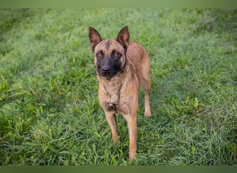 DETE - die hübsche Maus sucht ein tolles Zuhause bei rasseerfahrenen Menschen