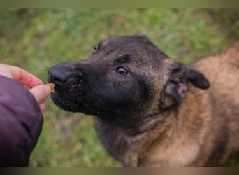 Chip-Nr. 262129 - ich suche ein tolles, hundeerfahrenes Für-Immer Zuhause