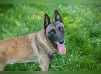 Chip-Nr. 256077 - der aktive, verspielte Rüde sucht ein hundeerfahrenes Zuhause