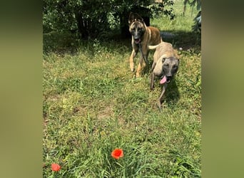 LIJAN - der brave Rüde muss gut beschäftigt werden und sucht hundeerfahrene Menschen