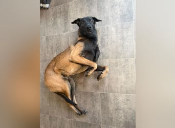 FURIO - der aktive und arbeitsfreudige junge Rüde sucht rasseerfahrene, unternehmungslustige Leute!