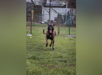 ANGELA - ich suche ein tolles, hundeerfahrenes Für-Immer Zuhause