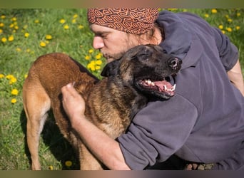 OLLI - ich warte auf ein hundeerfahrenes Zuhause, das mir Abwechslung und Bewegung bietet!