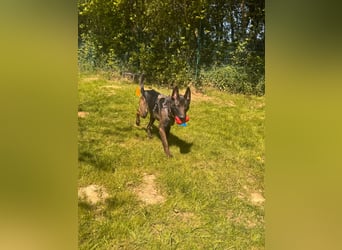 Malinois BLUE ist bereits in Deutschland. Zum Kennenlernen dürfen Sie ihn gerne besuchen.