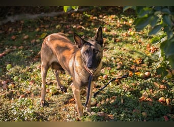 Chip Nr. 289159 - welche hundeerfahrene Familie möchte der Süßen die Welt zeigen?