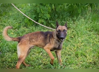 KARLSON - der aufgeschlossene und neugierige Rüde freut sich auf Menschen mit Führungsqualitäten