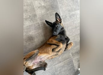 FURIO - der aktive und arbeitsfreudige junge Rüde sucht rasseerfahrene, unternehmungslustige Leute!