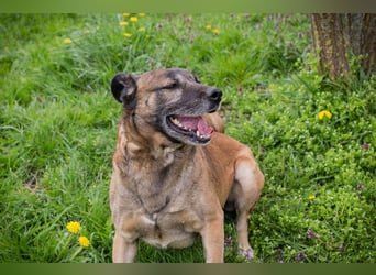 SANTOS - das quirlige Powerpaket sucht hundeerfahrene Menschen zum Trainieren und Kuscheln