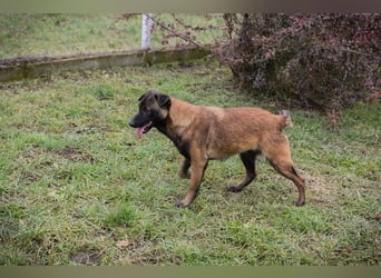 ANGELA - ich suche ein tolles, hundeerfahrenes Für-Immer Zuhause