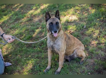 JOSIE - die Malinoishünden (Mix) sucht Menschen, die sich mit dieser Hunderasse etwas auskennen