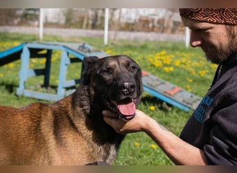 OLLI - ich warte auf ein hundeerfahrenes Zuhause, das mir Abwechslung und Bewegung bietet!