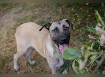 ATILA - der aktive und verspielte Malinois-Mischling sucht ein hundeerfahrenes Zuhause!