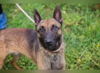 Malinois KARLSON - auch hier suchen wir Menschen, die die Bedürfnisse dieser Hunderasse kennen