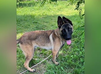 LIJAN - der brave Rüde muss gut beschäftigt werden und sucht hundeerfahrene Menschen