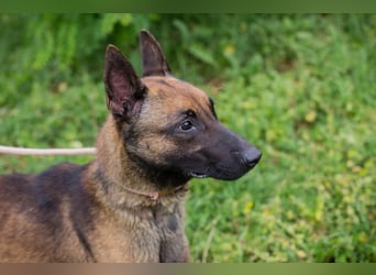 KARLSON - der aufgeschlossene und neugierige Rüde freut sich auf Menschen mit Führungsqualitäten