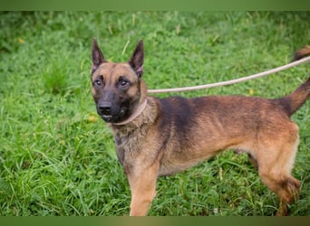 Malinois KARLSON - auch hier suchen wir Menschen, die die Bedürfnisse dieser Hunderasse kennen