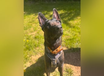 Malinois BLUE ist bereits in Deutschland. Zum Kennenlernen dürfen Sie ihn gerne besuchen.