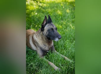 Chip-Nr. 256077 - der aktive, verspielte Rüde sucht ein hundeerfahrenes Zuhause
