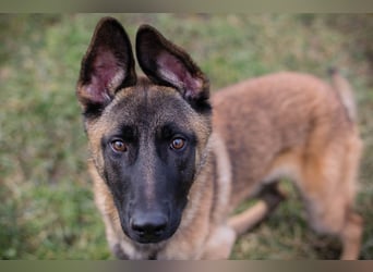 LIJAN - der brave Rüde muss gut beschäftigt werden und sucht hundeerfahrene Menschen