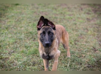 LIJAN - der brave Rüde muss gut beschäftigt werden und sucht hundeerfahrene Menschen