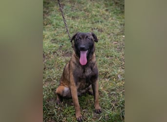 Chip-Nr. 262129 - ich suche ein tolles, hundeerfahrenes Für-Immer Zuhause