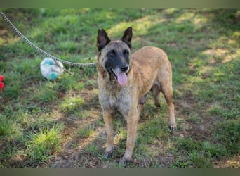 JOSIE - die Malinoishünden (Mix) sucht Menschen, die sich mit dieser Hunderasse etwas auskennen