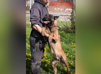 OLLI - ich warte auf ein hundeerfahrenes Zuhause, das mir Abwechslung und Bewegung bietet!