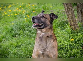 SANTOS - das quirlige Powerpaket sucht hundeerfahrene Menschen zum Trainieren und Kuscheln