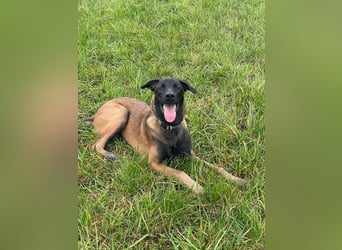 FURIO - der aktive und arbeitsfreudige junge Rüde sucht rasseerfahrene, unternehmungslustige Leute!