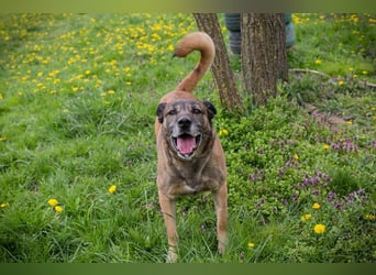 SANTOS - das quirlige Powerpaket sucht hundeerfahrene Menschen zum Trainieren und Kuscheln