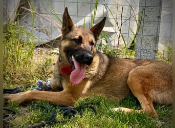 Ajax LM aktive und kluge Malinois Hündin