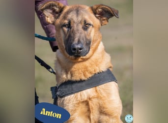 Anton SI - fröhlich, menschenbezogen